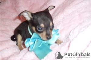 Photos supplémentaires: Adorables chiots Chihuahua en adoption gratuite