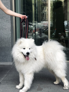 Photo №2 de l'annonce № 143130 de la vente samoyède - acheter à Georgia annonce privée