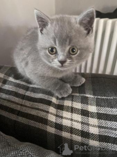 Photo №1. british shorthair - à vendre en ville de Wiesbaden | 350€ | Annonce № 119428