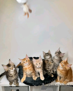 Photo №1. maine coon - à vendre en ville de Helsinki | 1000€ | Annonce № 161543