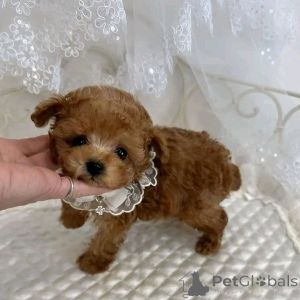 Photo №2 de l'annonce № 138640 de la vente  - acheter à USA éleveur