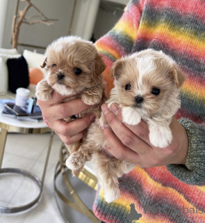 Photo №2 de l'annonce № 138678 de la vente caniche (jouet) - acheter à Australie annonce privée