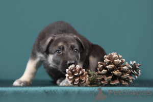 Photo №3. Chiot berger d'Europe de l'Est femelle. La Lettonie