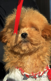 Photo №4. Je vais vendre bichon maltais en ville de Berlin. éleveur - prix - 800€