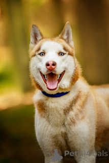 Photo №3. Le beau husky Hart est entre de bonnes mains. Fédération de Russie