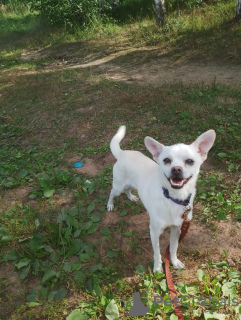 Photos supplémentaires: Chien calme et très beau, 1 an