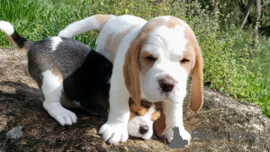 Photo №4. Je vais vendre beagle en ville de Munich. annonce privée - prix - 473€