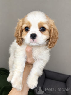 Photo №1. cocker américain, cocker spaniel anglais, springer anglais, welsh springer spaniel, épagneul d'eau irlandais, chien d'eau espagnol, mâtin espagnol, cavalier king charles spaniel, cavalier king charles spaniel, clumber spaniel, épagneul russe, épagneul tibétain - à vendre en ville de Riga | 1000€ | Annonce №177701