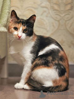 Photo №1.  - à vendre en ville de Moskova | Gratuit | Annonce № 159020