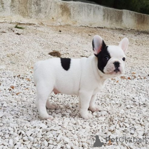 Photo №1. bouledogue - à vendre en ville de Aurich | négocié | Annonce №169601