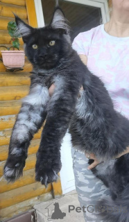 Photo №2 de l'annonce № 125769 de la vente maine coon - acheter à La finlande éleveur