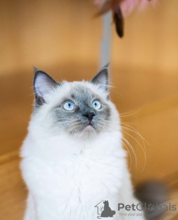 Photo №4. Je vais vendre ragdoll en ville de Гамбург. annonce privée - prix - 350€