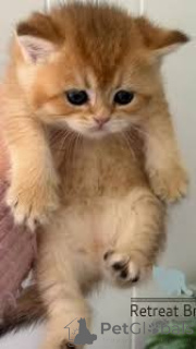 Photo №1. british shorthair - à vendre en ville de Helsinki | 484€ | Annonce № 170561