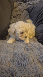 Photo №1. bichon à poil frisé - à vendre en ville de Zasenhaim | 580€ | Annonce №175107