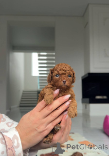 Photo №1. caniche (jouet) - à vendre en ville de Floride | négocié | Annonce №159003