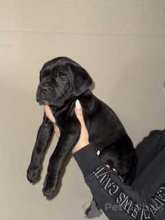 Photo №4. Je vais vendre cane corso en ville de Požarevac. éleveur - prix - 500€
