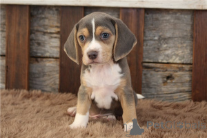 Photo №3. Beaux chiots beagle. Allemagne