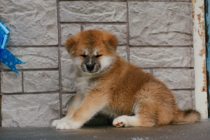 Photo №2 de l'annonce № 3967 de la vente akita (chien) - acheter à Fédération de Russie annonce privée