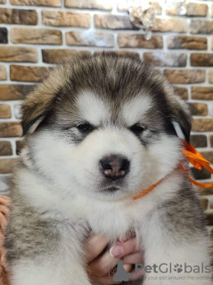 Photo №2 de l'annonce № 33351 de la vente malamute de l'alaska - acheter à Biélorussie de la fourrière, éleveur