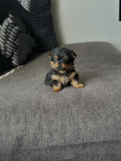 Photo №1. yorkshire terrier - à vendre en ville de Chania | 250€ | Annonce №175582