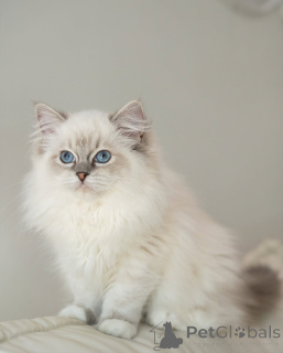 Photo №2 de l'annonce № 164177 de la vente ragdoll - acheter à La finlande de l'abri