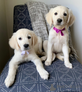 Photo №1. golden retriever - à vendre en ville de Nashville | 2763€ | Annonce №135310