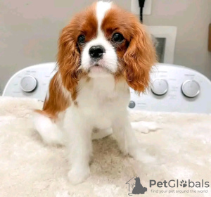 Photo №1. cavalier king charles spaniel - à vendre en ville de Helsinki | 400€ | Annonce №113000