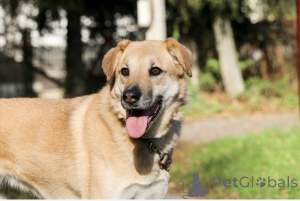 Photo №1. chien bâtard - à vendre en ville de Rivière moscou | Gratuit | Annonce №138782