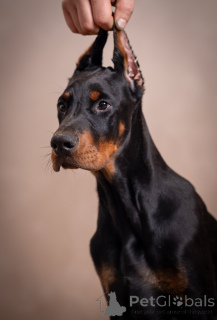 Photo №4. Je vais vendre dobermann en ville de Obrenovac. éleveur - prix - négocié