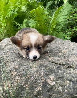 Photo №2 de l'annonce № 115962 de la vente welsh corgi - acheter à Lituanie annonce privée