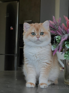 Photo №3. Chatons Chinchilla Les chats les plus glamour que vous puissiez ramener à la. Allemagne