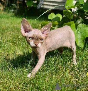 Photo №2 de l'annonce № 118430 de la vente devon rex - acheter à La finlande annonce privée, éleveur