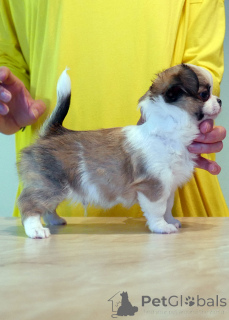 Photo №2 de l'annonce № 161438 de la vente chihuahua - acheter à Australie 