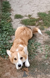 Photo №1. welsh corgi - à vendre en ville de Belgrade | 400€ | Annonce №119985