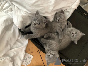 Photo №2 de l'annonce № 122113 de la vente british shorthair - acheter à USA annonce privée