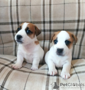 Photo №1. jack russell terrier - à vendre en ville de Omsk | 278€ | Annonce №19354