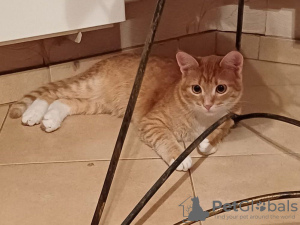 Photo №2 de l'annonce № 114818 de la vente  - acheter à Fédération de Russie annonce privée