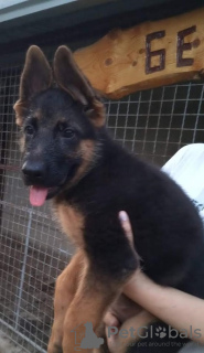 Photos supplémentaires: chien de berger allemand