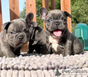 Photo №1. bouledogue - à vendre en ville de Киль | 159€ | Annonce №129779