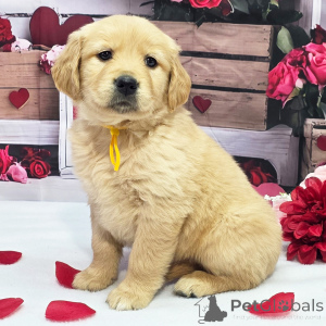 Photo №2 de l'annonce № 164477 de la vente golden retriever - acheter à USA annonce privée