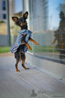 Photo №4. Je vais vendre petit chien russe en ville de Haïfa. de la fourrière - prix - 1744€