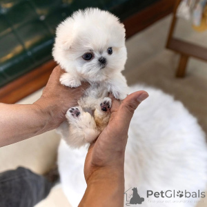 Photo №4. Je vais vendre bichon maltais en ville de Bruxelles. éleveur - prix - 250€
