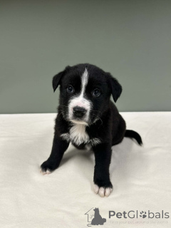 Photo №4. Je vais vendre border collie en ville de Varsovie.  - prix - négocié