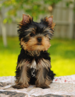 Photos supplémentaires: Yorkshire terrier garçons à vendre!