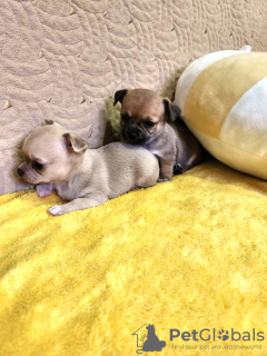 Photos supplémentaires: Mini Chihuahua type Cobby à vendre en Géorgie.