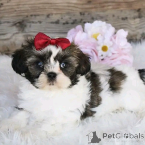 Photo №1. shih tzu - à vendre en ville de Berlin | 500€ | Annonce №136406