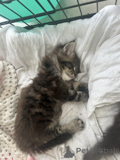 Photo №2 de l'annonce № 145307 de la vente maine coon - acheter à Allemagne annonce privée