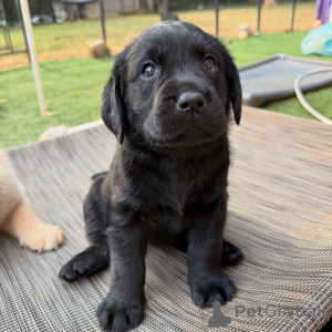 Photo №1. labrador retriever - à vendre en ville de Munich | négocié | Annonce №178549