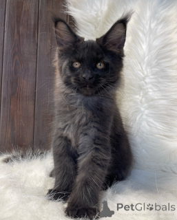 Photo №4. Je vais vendre maine coon en ville de Limerick. annonce privée - prix - négocié