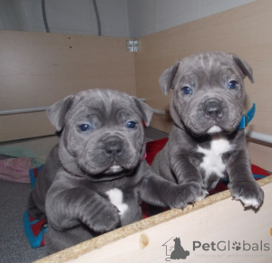 Photo №1. american staffordshire terrier - à vendre en ville de Tbilissi | négocié | Annonce №174911